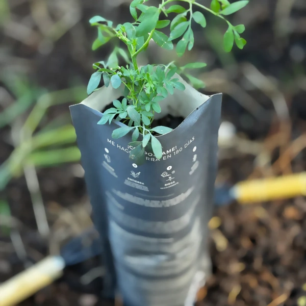 Difusor Basic Compost Pack Vainilla - Imagen 2